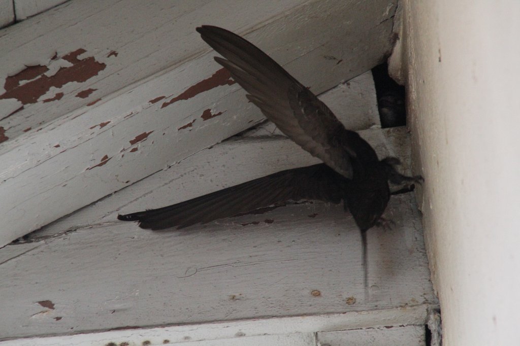 Mauersegler (Apus apus) beim Anflug ans Nest, um das Weibchen zu fttern. Offenburg am 6.6.2010.