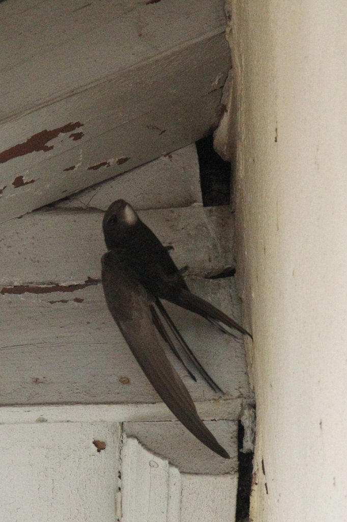 Mauersegler (Apus apus) beim Verlassen des Nestes. Diese Vgel brten mit 3-4 Brutpaaren bei uns am Haus. Offenburg am 6.6.2010.