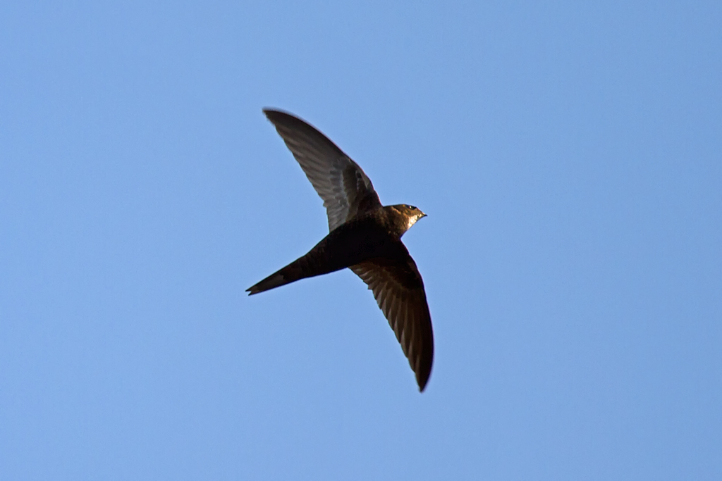 Mauersegler im Vorbeiflug - 26.07.2012
