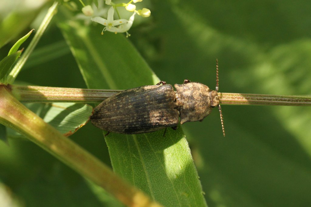 Mausgrauer Schnellkfer (Agrypnus Murina) am 4.6.2010 in Istein.