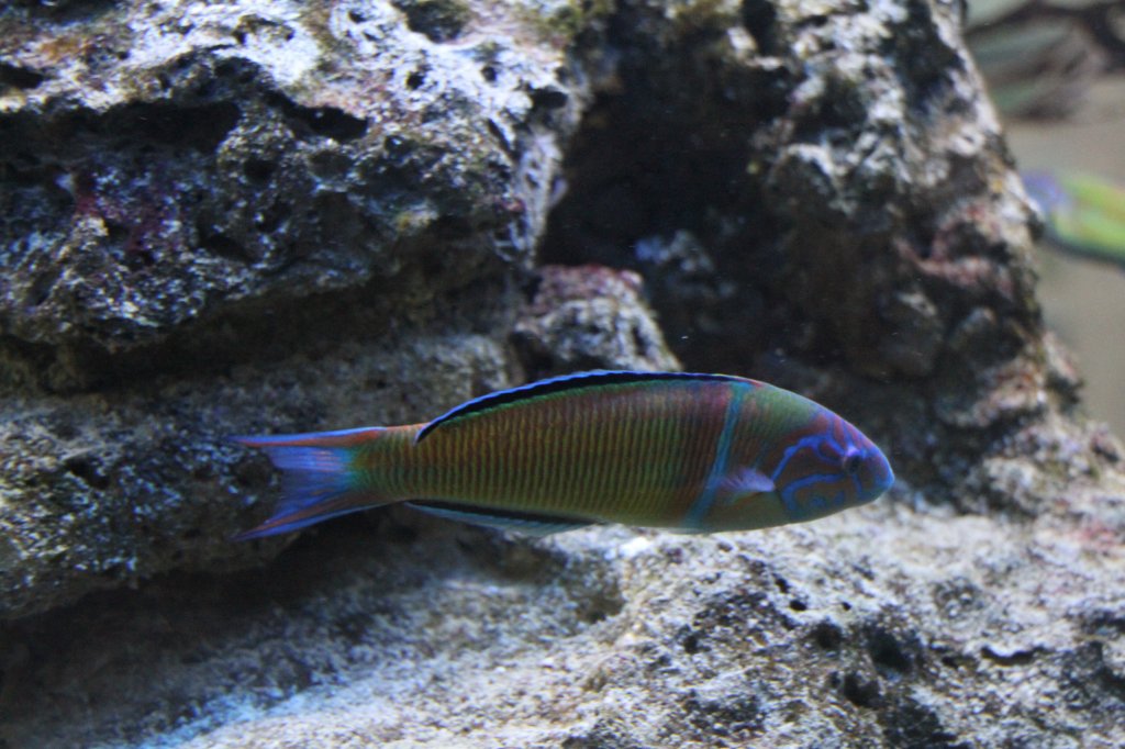 Meerpfau (Thalassoma pavo) am 9.2.2010 im Vivarium Karlsruhe.