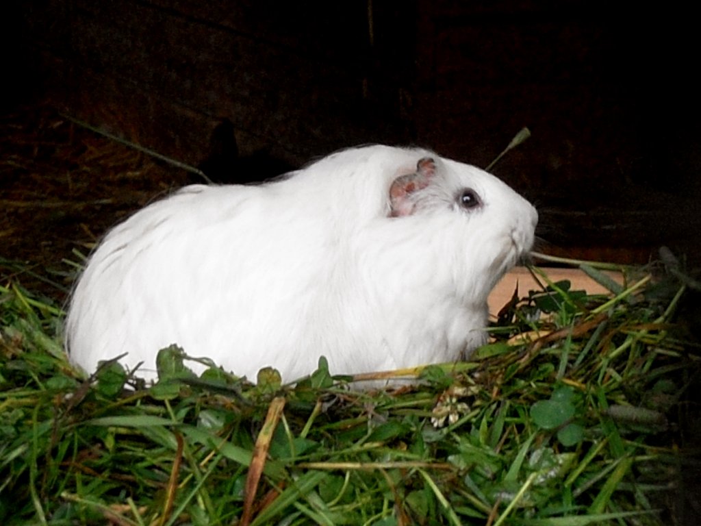 Meerschweinchen in Zeulenroda. Foto am 19.06.12