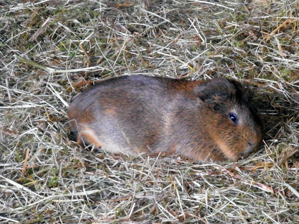 Meerschweinchen in Zeulenroda. Foto am 23.06.12