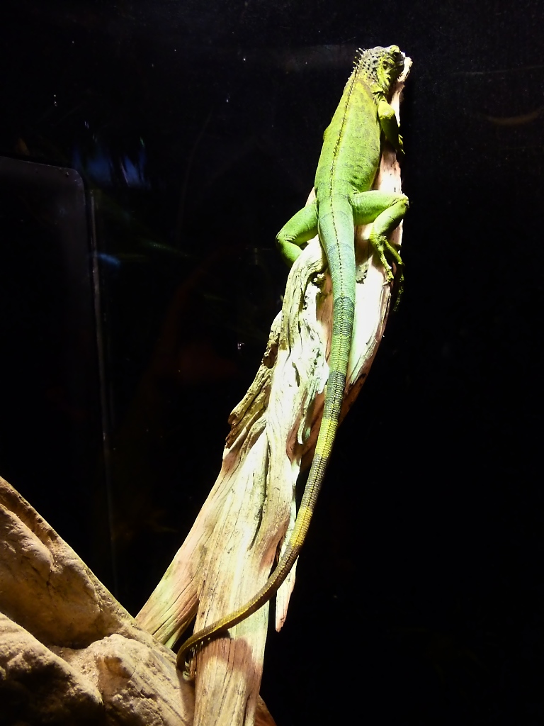 Mehr Schwanz als Leguan, im Houston Aquarium (27.05.09)