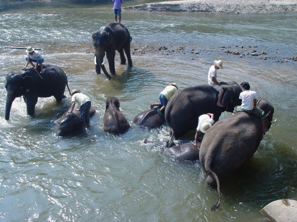 Mehrere asiatische Elefanten mit ihren Mahouts baden im Flu bei einem Elefantencamp in der Nhe von Chiang Mai im Norden Thailands
