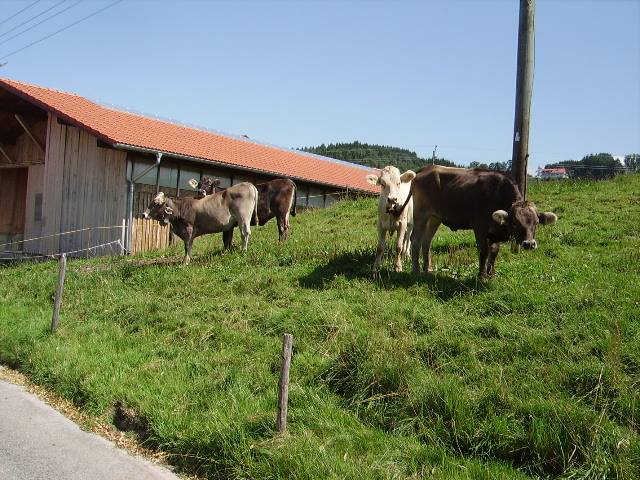 Mehrere Braunvieh Rinder in Ottacker am 05.08.09