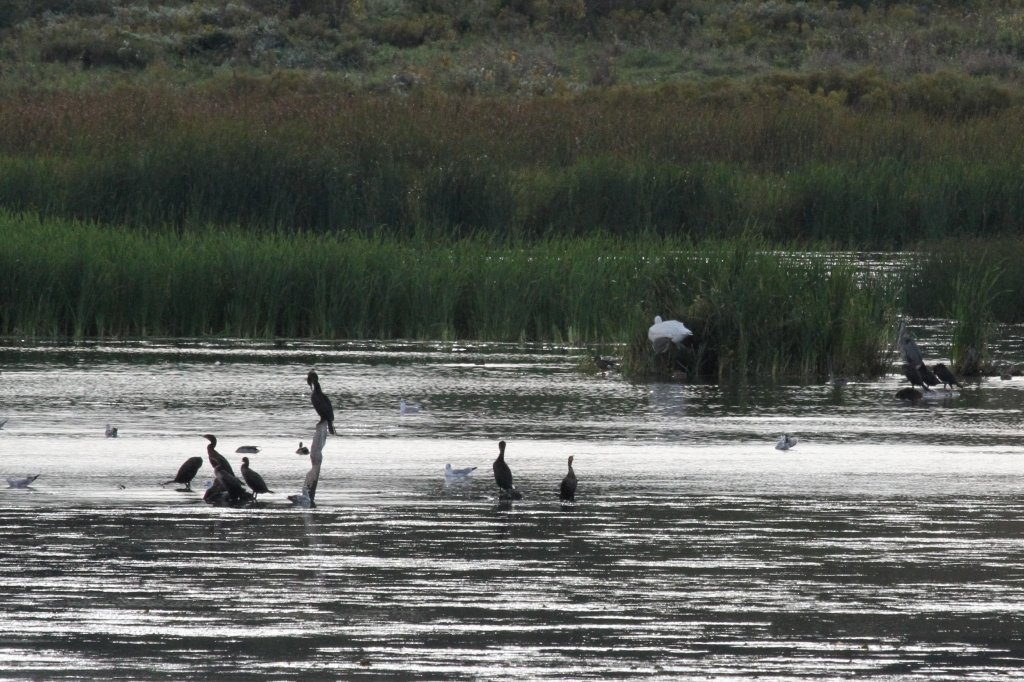 Mehrere Wasservgel ruhen sich in der abendlichen Dmmerung aus. Drunter sind Enten, Mwen, Ohrenscharben, ein Kandareiher und ein weier Nashornpelikan. Second Marsh in Oshawa,Ontario am 26.9.2010.