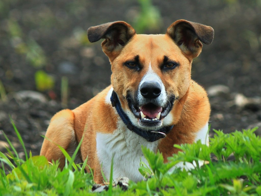 Mein Hund Jannis wartet an einem Feldrand aufmerksam auf neue Abenteuer. (13.04.2012)