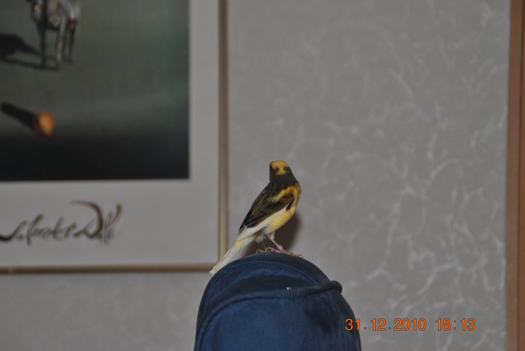Mein Kanarienvogel Carly beim singen am 31.12.2010.