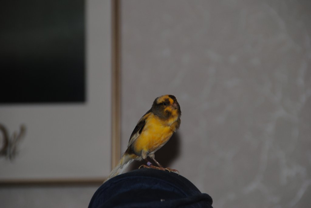 Mein Kanarienvogel Carly beim singen am 31.12.2010.