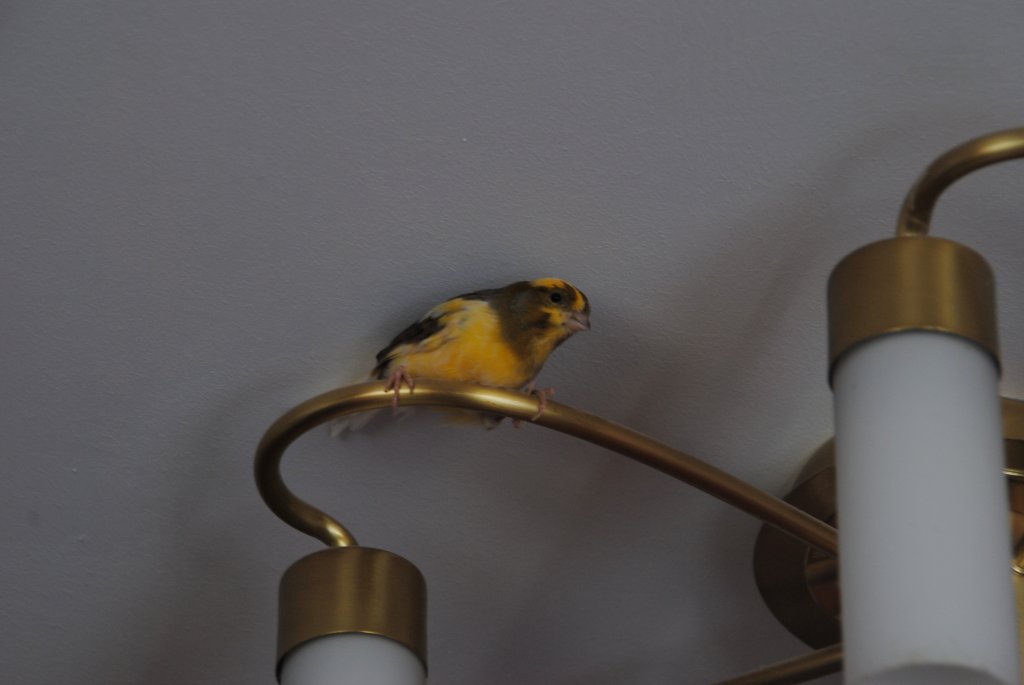 Mein Kanarienvogel Charly auf der Lampe. Aufanhme von 20.06.2010