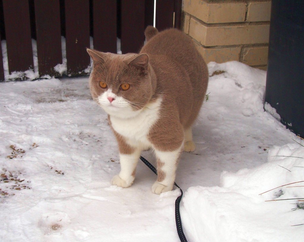 Meine Britische Kater Bert (Bubble Hairy Bears) am 11. 12. 2012. 10 Monate alt.