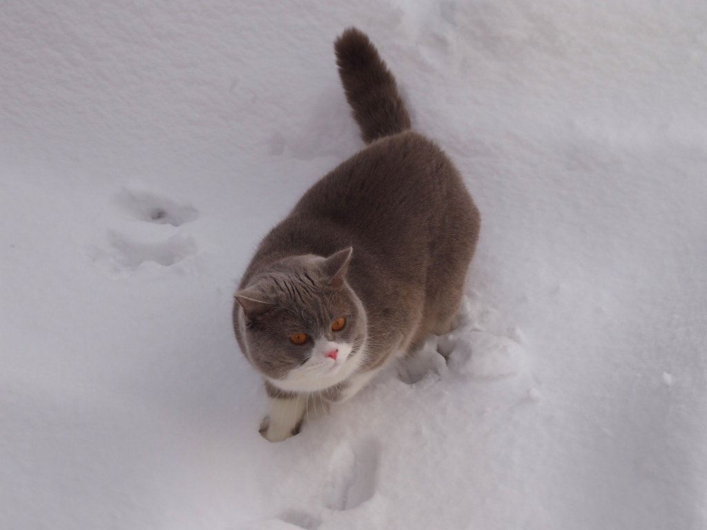 Meine Britische Kater Bert im Schnee (Bubble Hairy Bears) am 24. 2. 2012. 12 Monate alt.