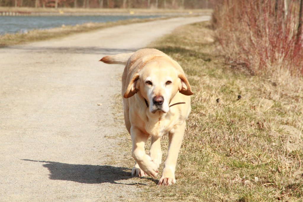 Meine Sunny,beim spazieren gehen am Mittellandkanal.Mrz 2013.