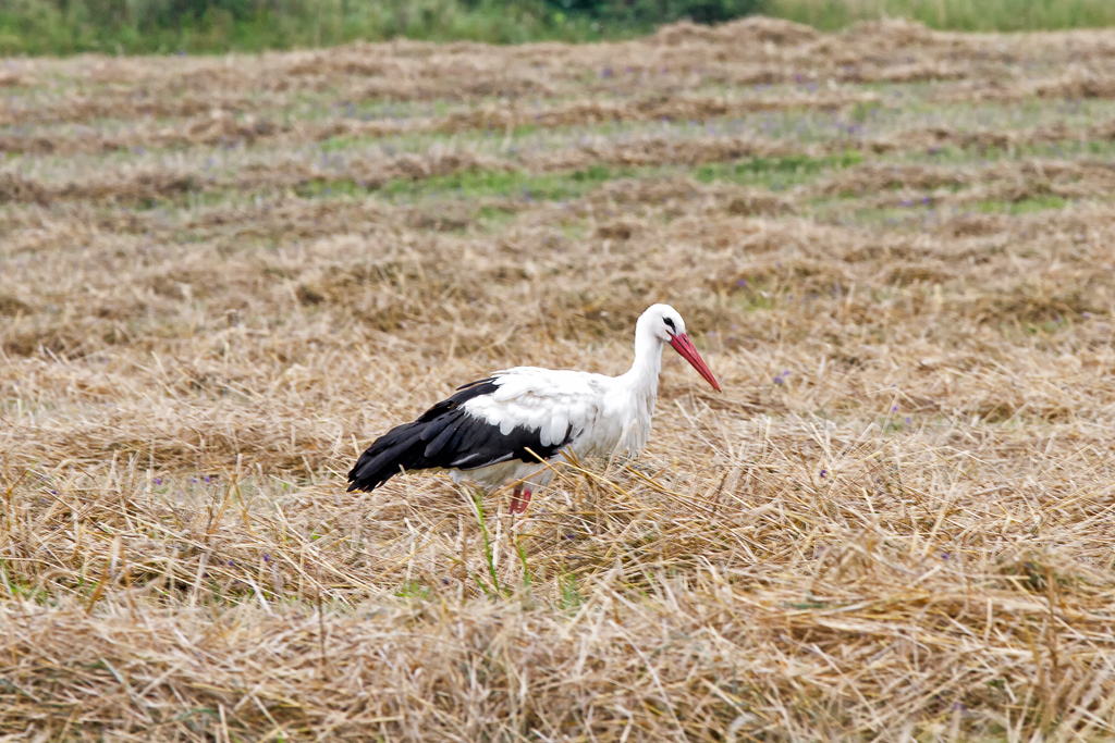 Meister Adebar sucht Futter auf einem abgeernteten Feld. - 02.08.2012