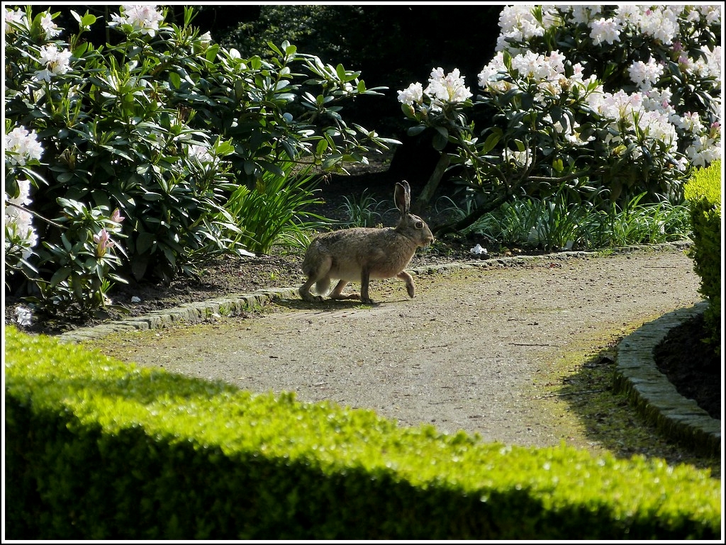 Meister Lampe hat sich in einem Park in Neuharlingersiel verlaufen. 09.05.2012 (Jeanny)