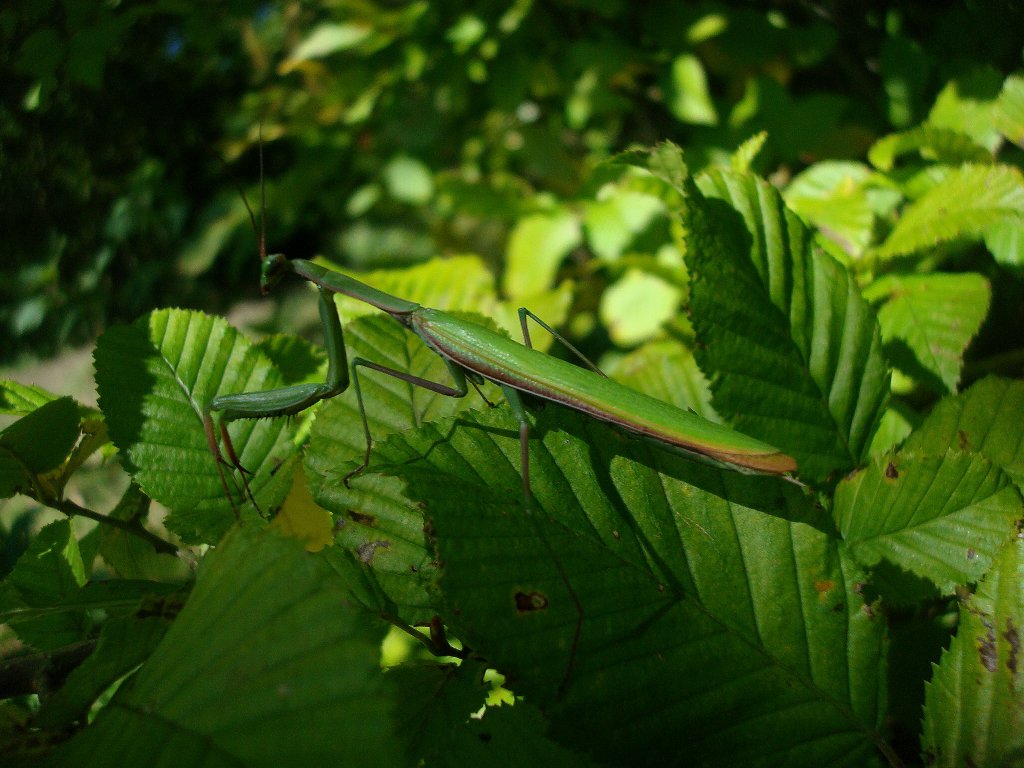 Meister der Tarnung, die Europische Gottesanbeterin (Mantis religiosa), einzige in Mitteleuropa vorkommende Vertreterin der Fangschrecken, stehen auf der  RotenListe  und werden als gefhrdet eingestuft, hier das grere Weibchen, bis 7cm, gesehen im Kaiserstuhl am 06.10.2010,