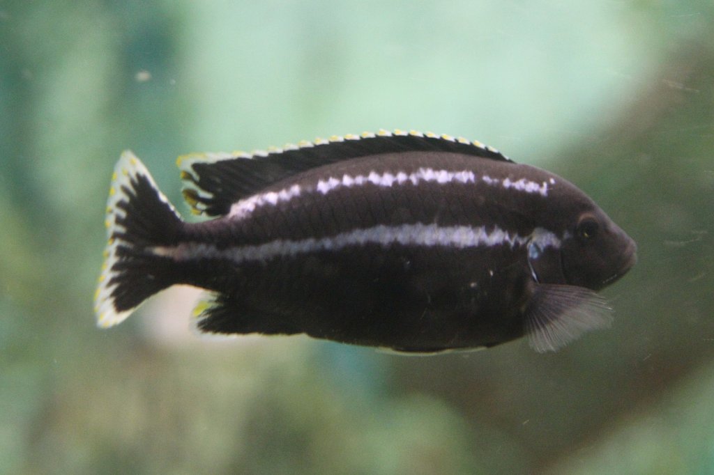 Melanochromis simulans am 3.10.2010 im Marineland in Niagara Falls,ON.