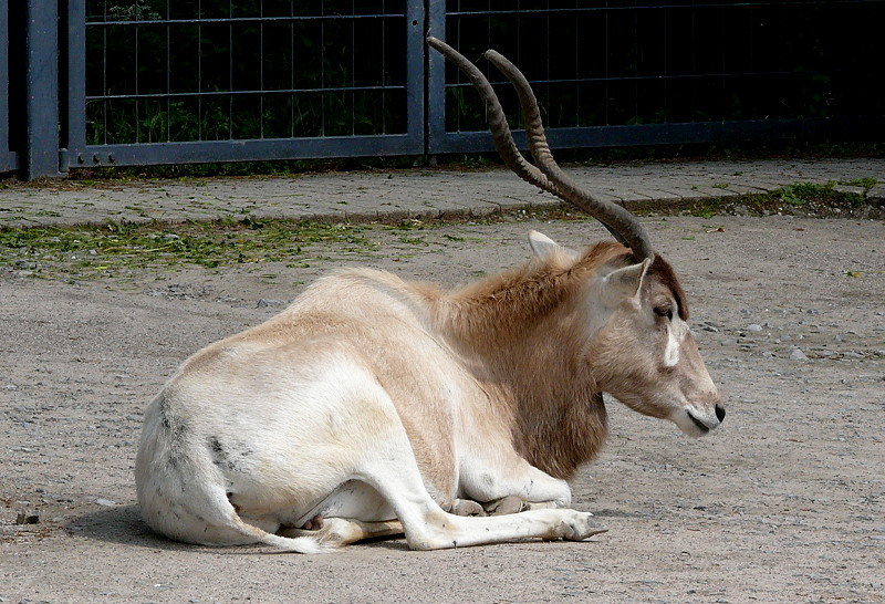 Mendelsantilope am 09.05.2009 in Wilhelma/Stuttgart