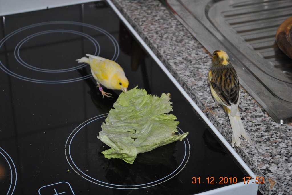 Merlin und Carly beim fressen eines Blattes am 31.12.2010.