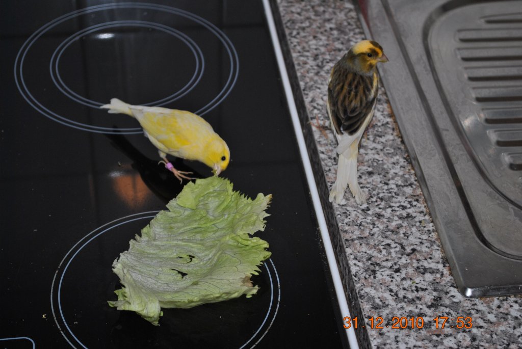 Merlin und Carly beim fressen eines Blattes am 31.12.2010.