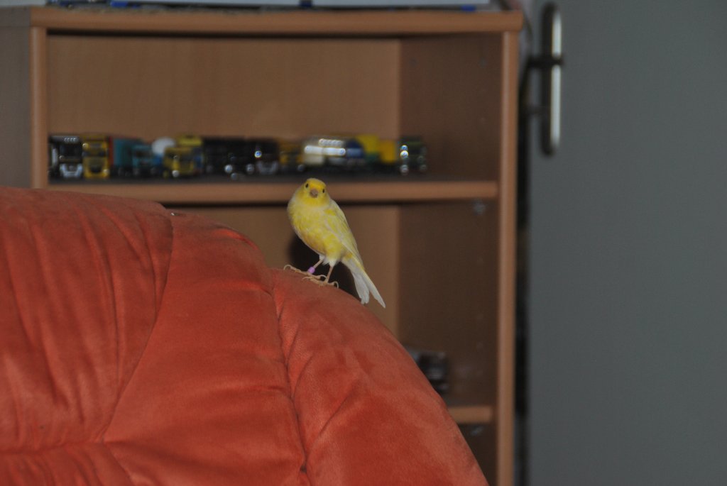 Merlin sitz auf meinen Sessel und sieht in meine Kamara. Foto vom 26.11.10