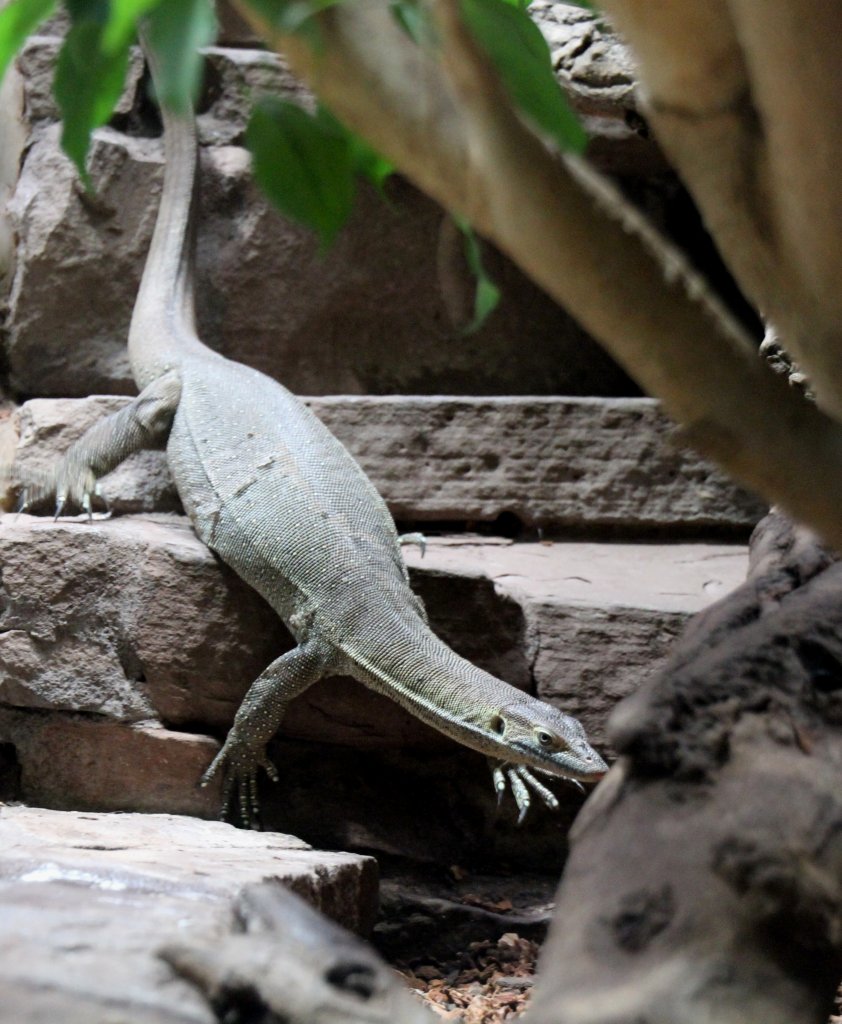 Mertens Wasserwaran (Varanus mertensi) am 12.3.2010 im Aquarium Berlin.