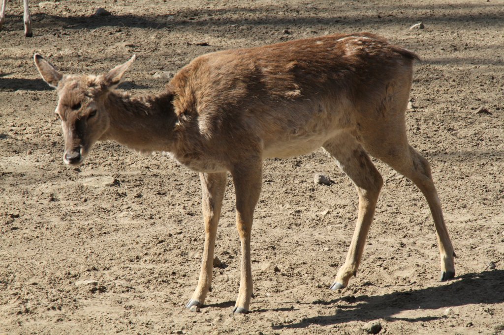 Mesopotamische Damhirsch (Dama dama mesopotamica) im Tierpark Berlin.