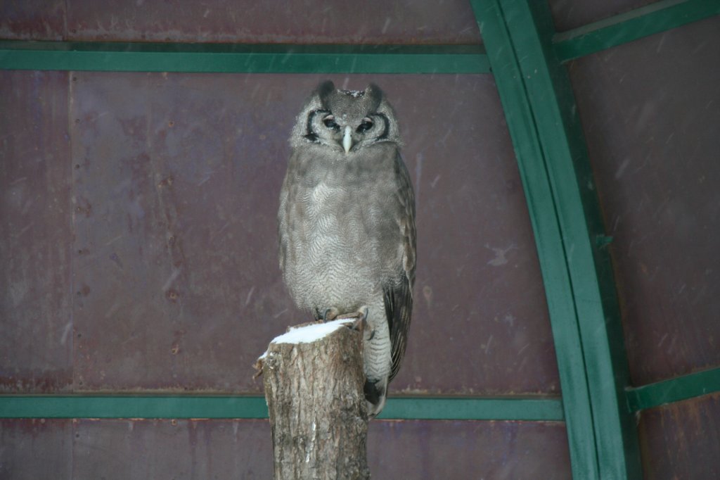 Milchuhu (Bubo lacteus) am 9.1.2010 im Tierpark Berlin.