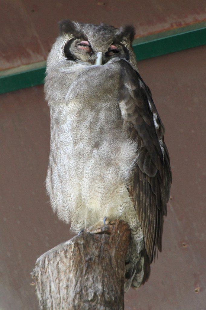 Milchuhu (Bubo lacteus) im Tierpark Berlin.