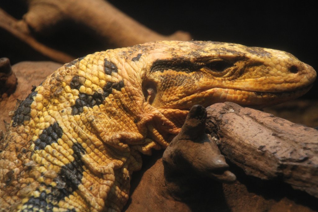 Mindanao-Bindenwaran (Varanus salvator cumingi) am 19.3.2010 im Zoo Basel.