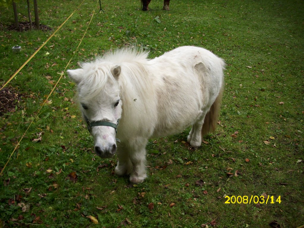 Mini Pony in Wernigerode am 14.03.2008