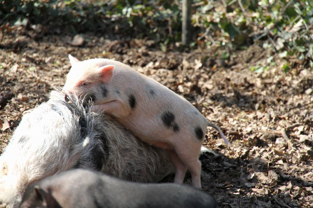 Minipig-Ferkel beim Klettern ber die Muttersau. Zoo Basel am 19.3.2010.