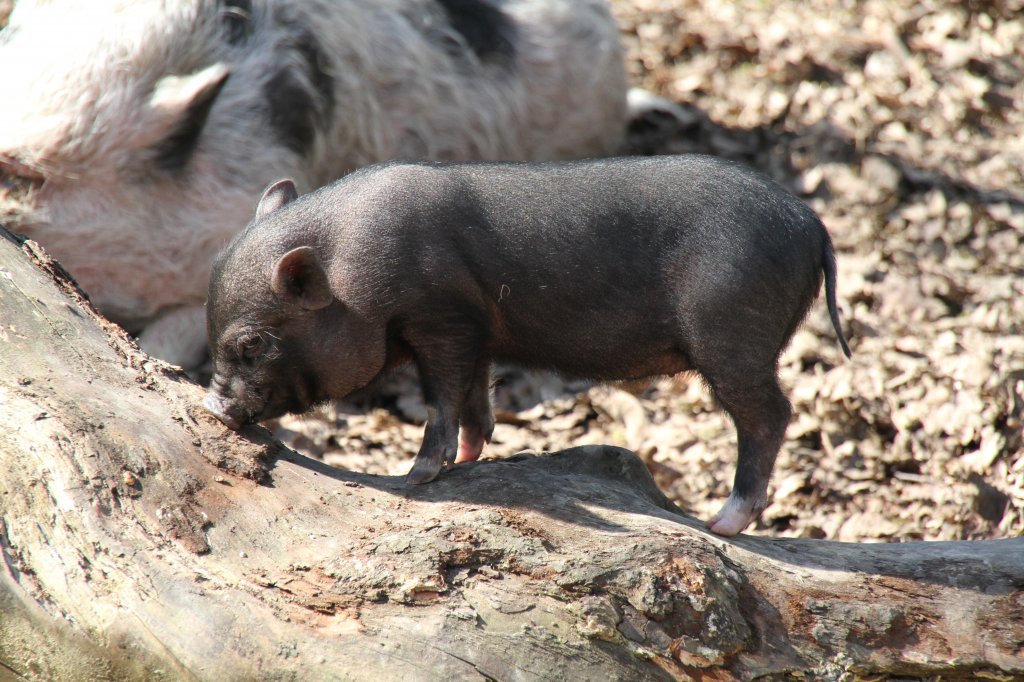 Minipig-Ferkel beim Klettern. Zoo Basel am 19.3.2010.