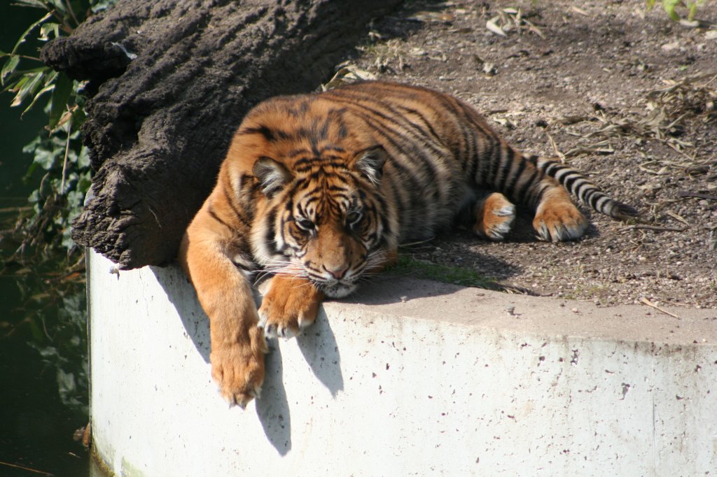 Mir ist es heute soo langweilig. Sumatra-Tiger (Neofelis tigris sumatrae) am 30.3.2008 in der Wilhelma.