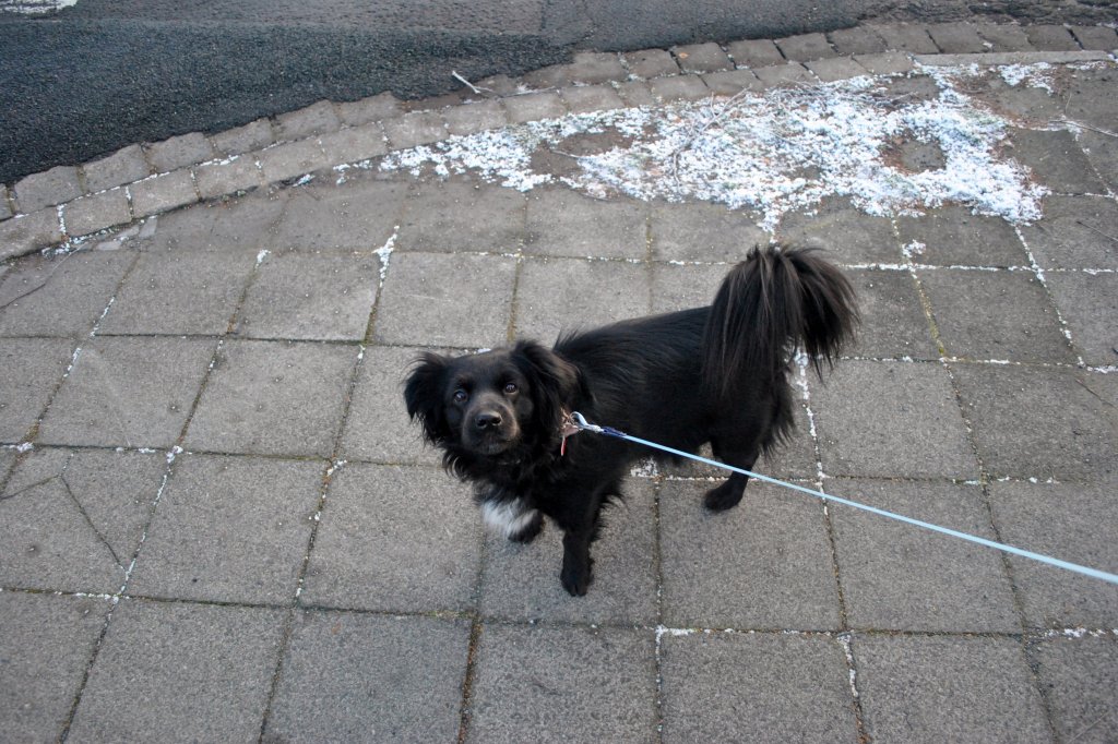 Mischling Hund, Name  Lilly , von meinen Arbeitskollgen . Foto vom 28.11.10.