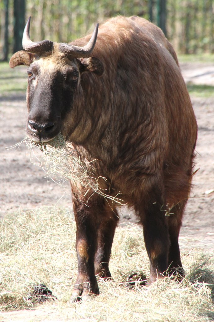 Mishmi-Takin (Budorcas taxicolor taxicolor) im Tierpark Berlin.