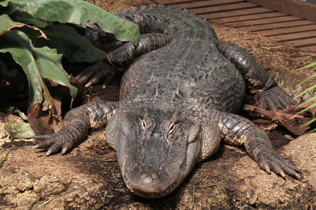 Mississippi-Alligator oder auch Hechtalligator (Alligator mississippiensis) am 26.6.2010 im Zoo Leipzig.
