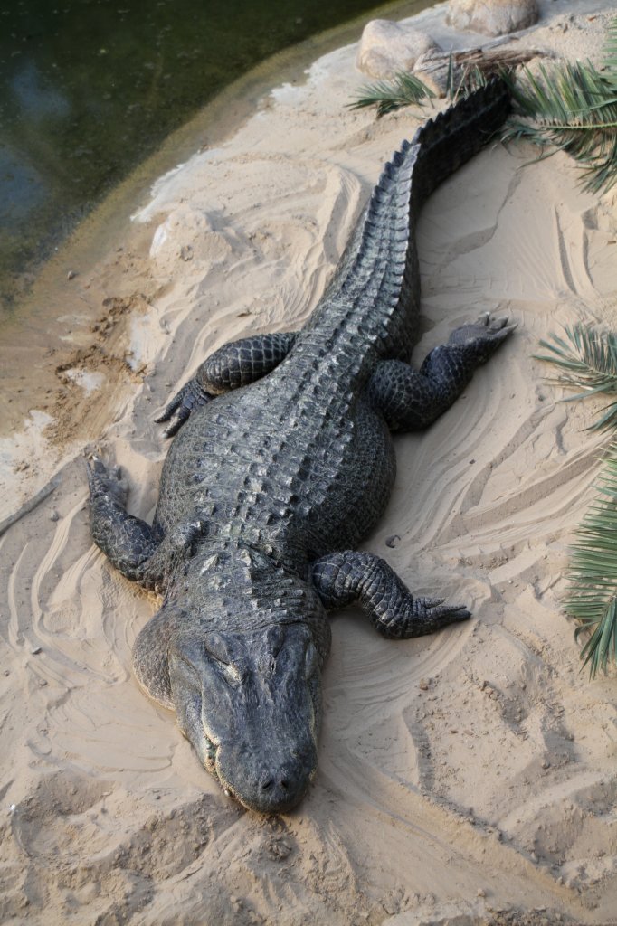 Mississippi-Alligator oder auch Hechtalligator (Alligator mississippiensis) am 18.4.2010 im Tierpark Berlin.