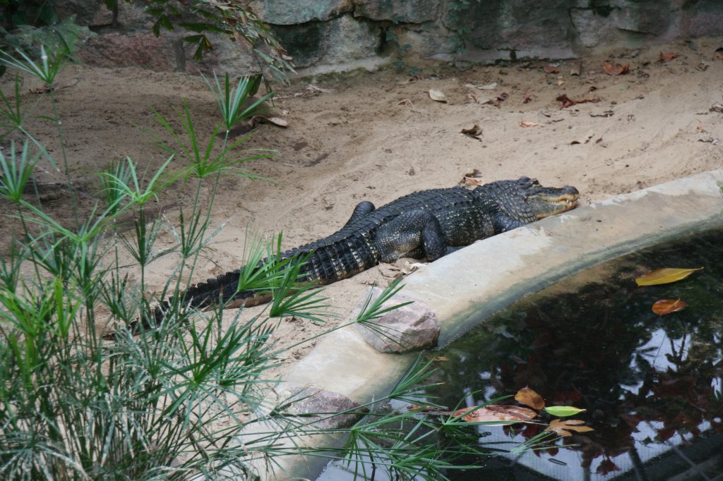 Mississippi-Alligator oder Hechtalligator (Alligator mississippiensis) am 9.1.2010 im Tierpark Berlin.