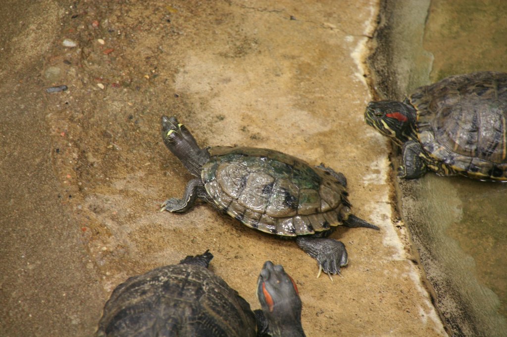 Mississippi-Hckerschildkrte (graptemys pseudogeographica kohnii) am 13.12.2009 im Tierpark Berlin.