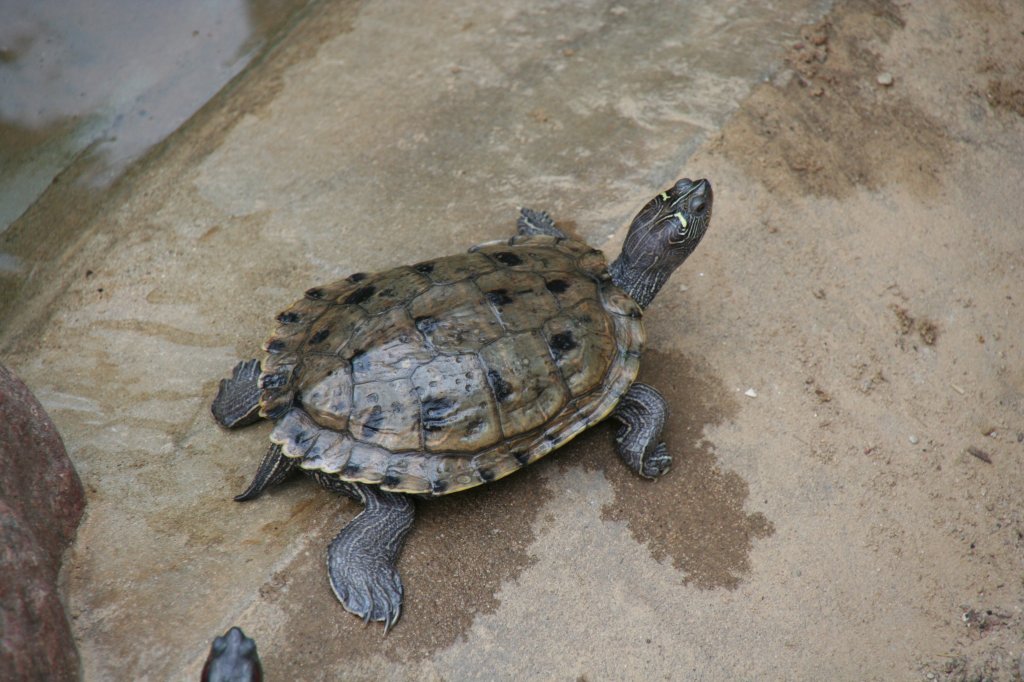 Mississippi-Hckerschildkrte (graptemys pseudogeographica kohnii) am 9.1.2010 im Tierpark Berlin.