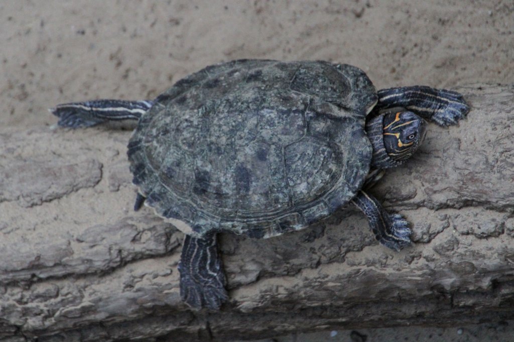 Mississippi-Hckerschildkrte (Graptemys pseudogeographica kohnii) am 18.4.2010 im Tierpark Berlin.