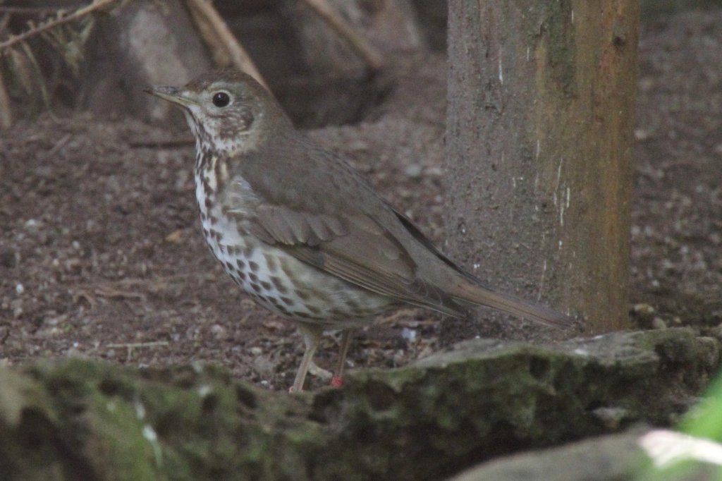 Misteldrossel (Turdus viscivorus) am 26.4.2010 im Vogelpark Stutensee-Friedrichstal.