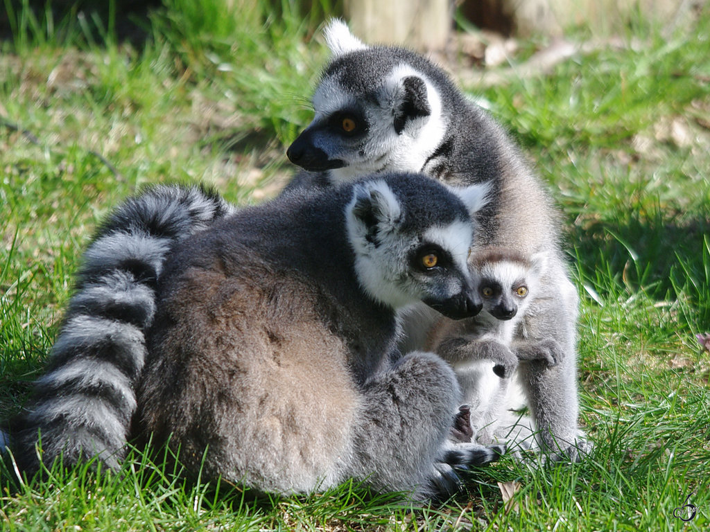 Mit dem langersehnten Nachwuchs wurde das Familienglck bei diesen Katta´s perfekt.  (April 2009)