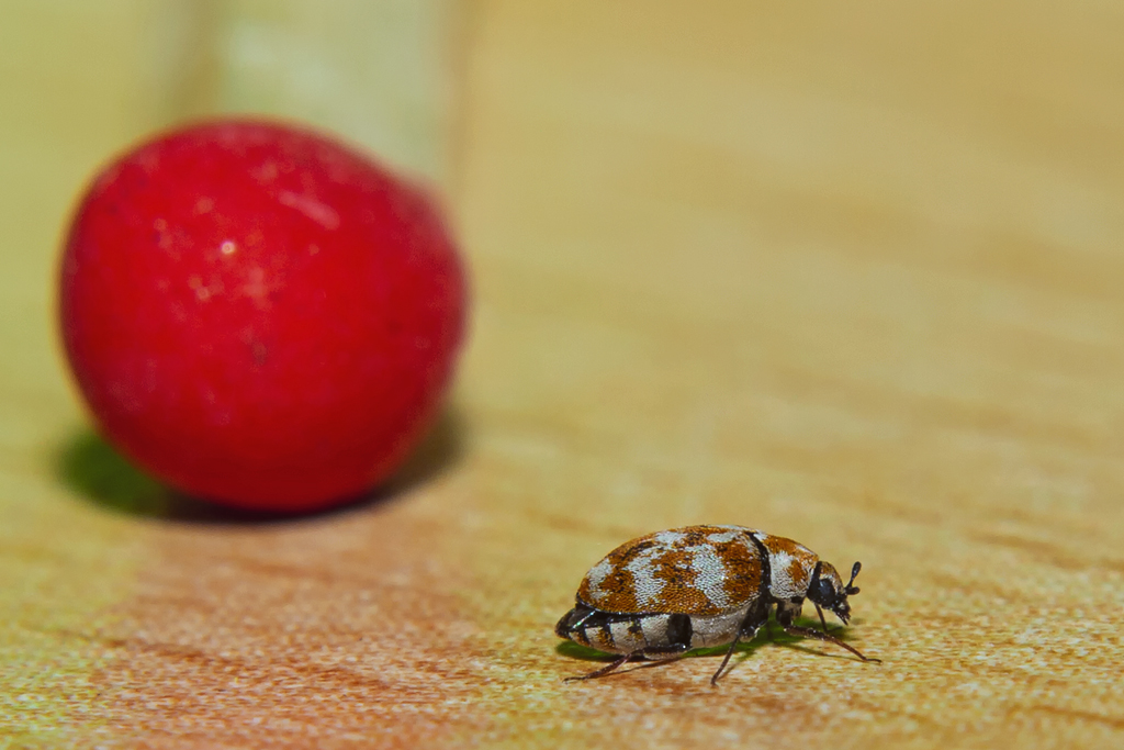 Mit den ersten warmen Tagen kommen die Mini Monster aus ihren Verstecken, hier ein Wollkrautbltenkfer. - 15.04.2013
