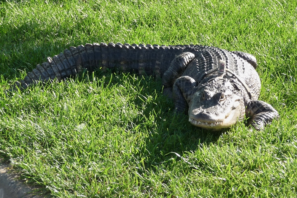 Mit Halsband, aber ohne Leine... Alligator auf der Haustierwiese (31.5.09)