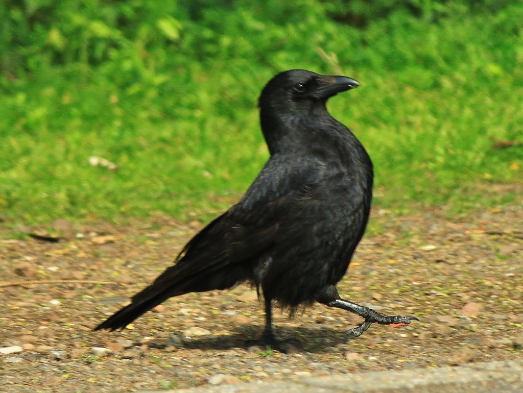 Mit stolzer Brust maschiert ein Rabe. (22.05.2012)