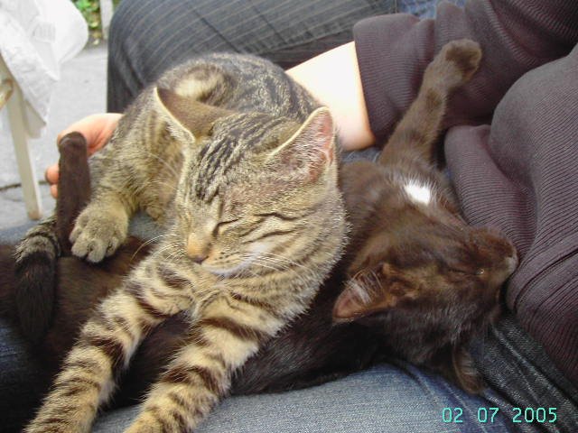 Mittagsschlaf - Unser Streifentiger  Sammy  und seine schwarze Schwester  Sunny  - 02.07.2005

