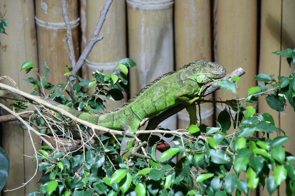 Mittelamerikanischer Grner Leguan (Iguana iguana rhinolopha) sitzt auf einem Ast im Krokodilhaus des Tierparks Berlin.